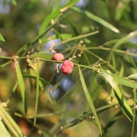 Asparagus falcatus L.